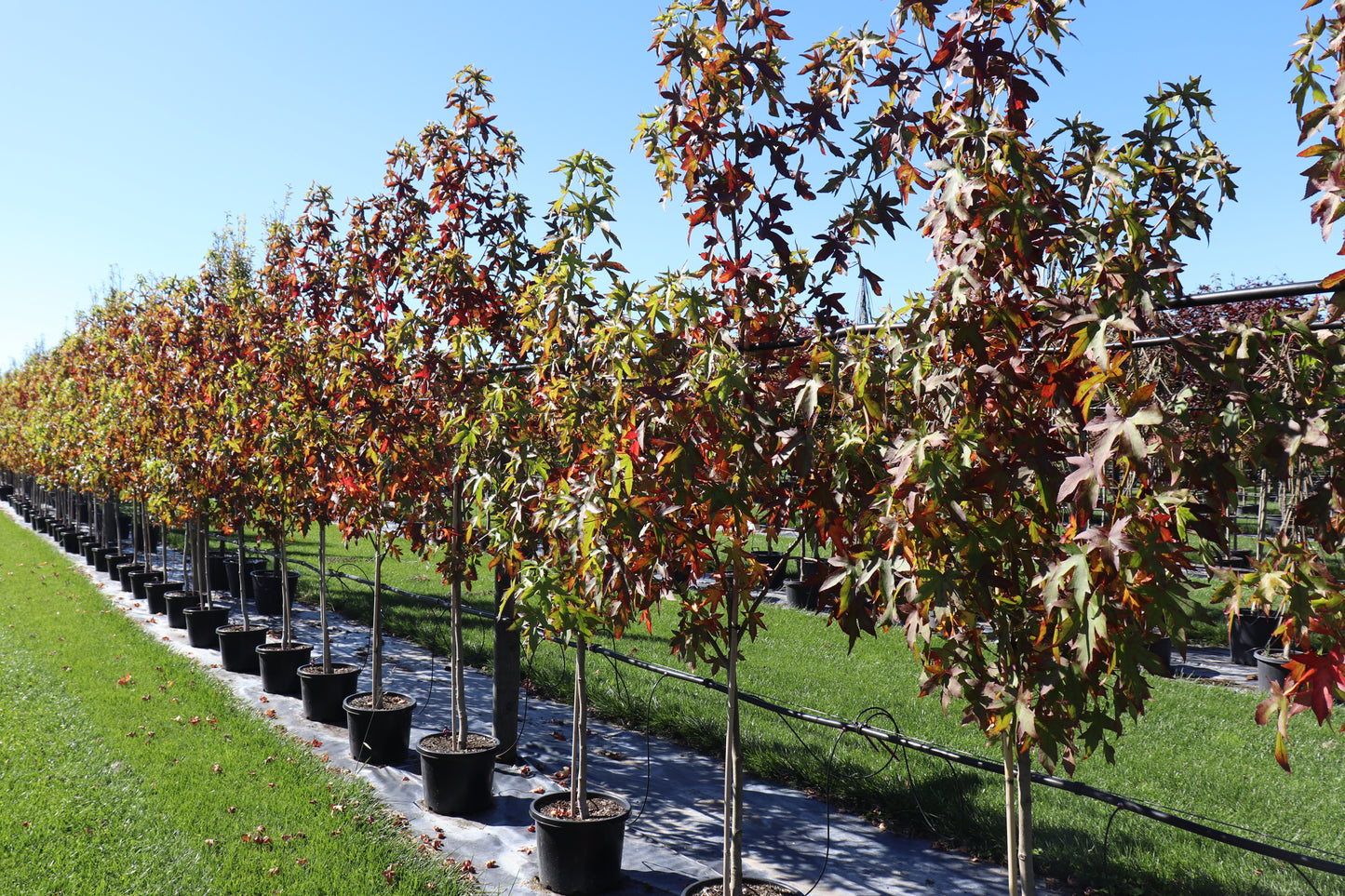 Liquidambar Worplesdon 2