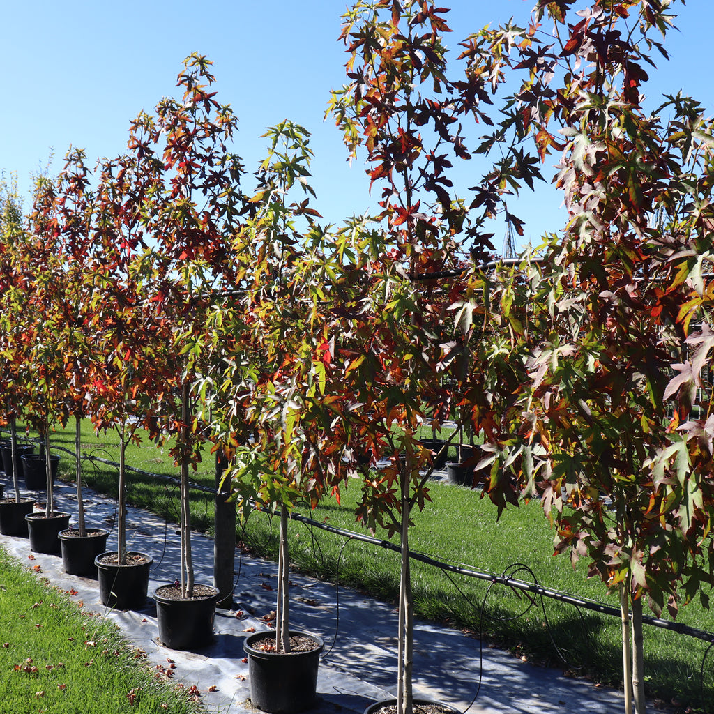 Liquidambar Worplesdon Image