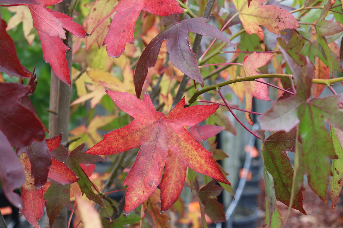 Liquidambar Worplesdon 4