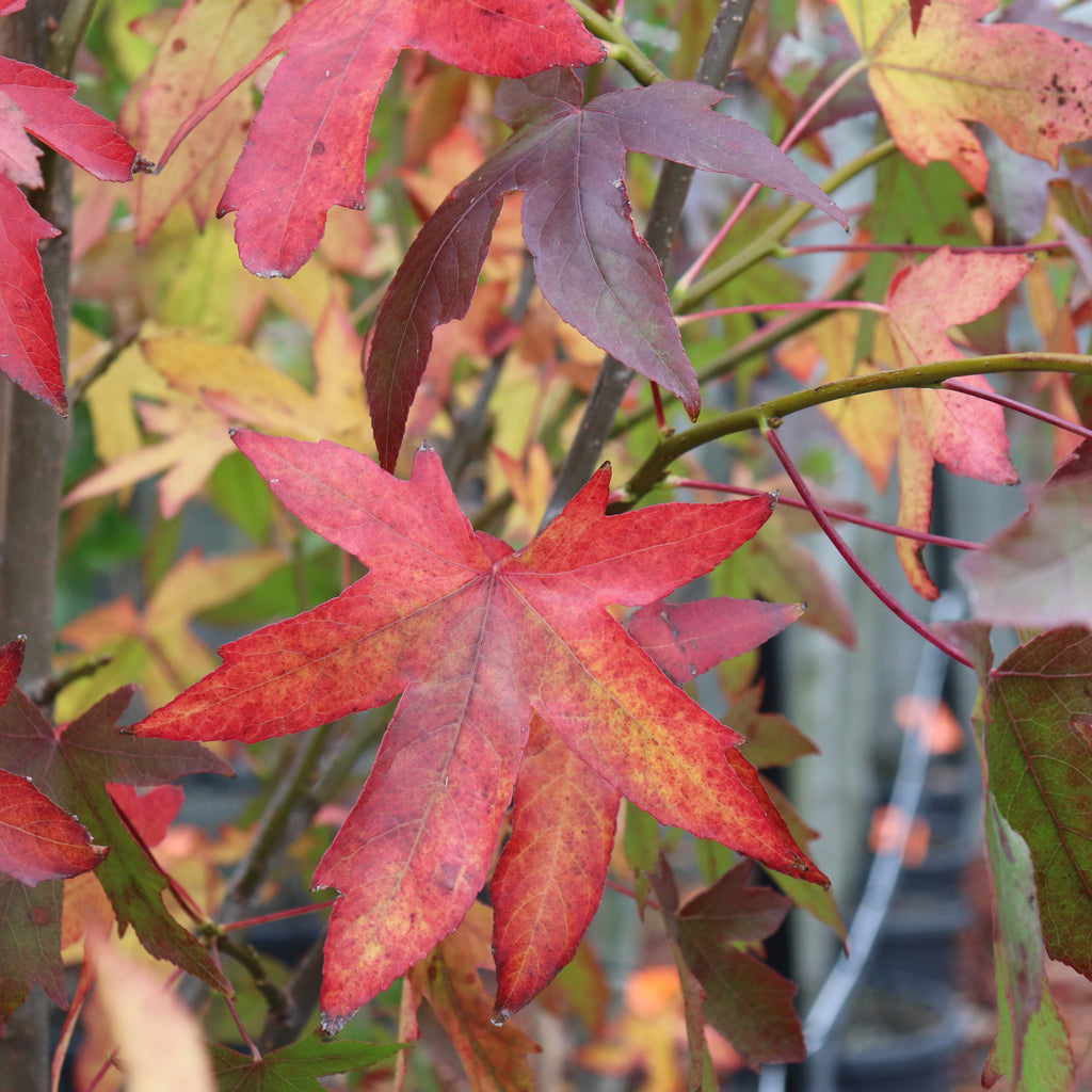 Liquidambar Worplesdon Image