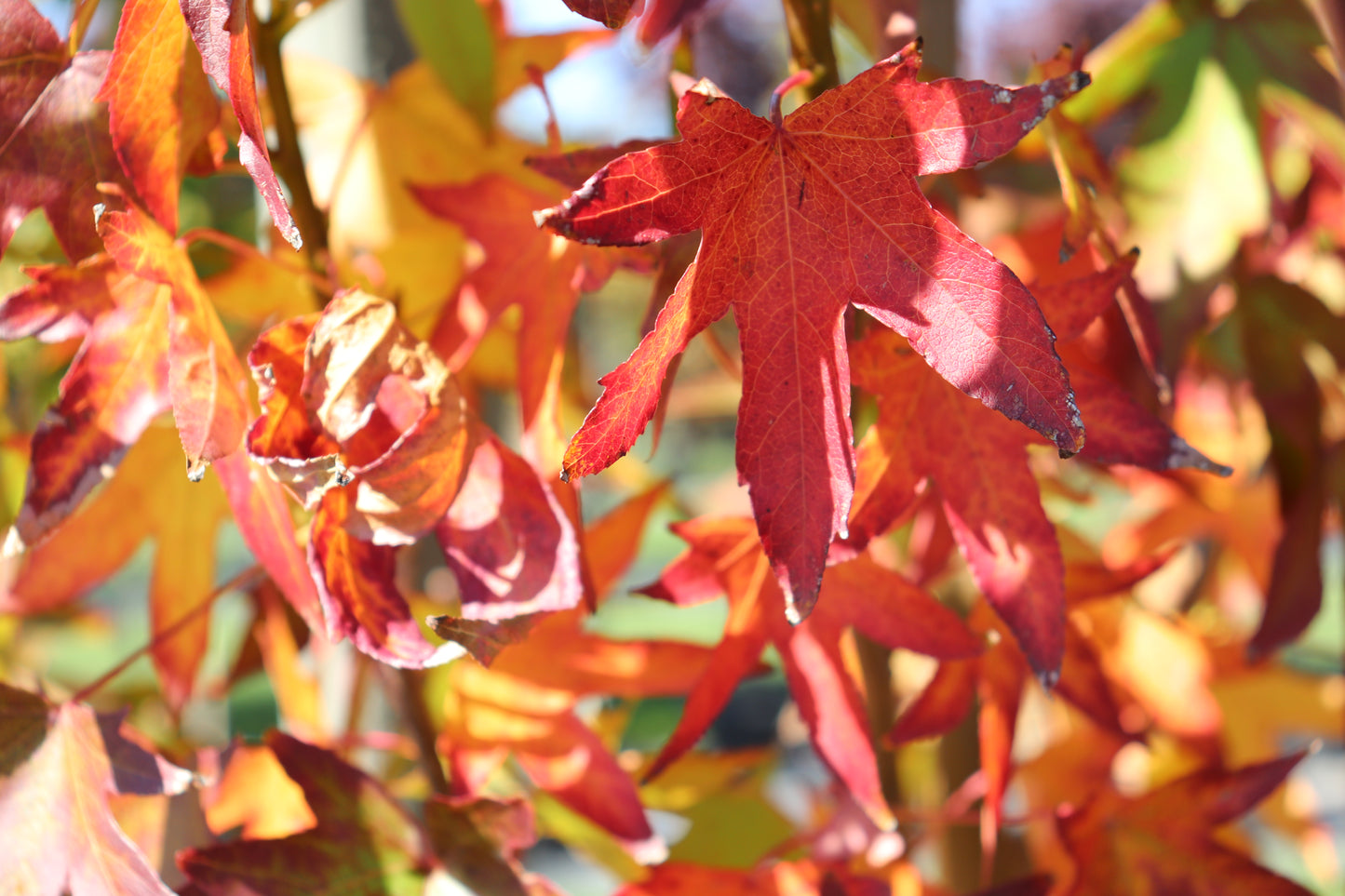 Liquidambar Worplesdon autumn