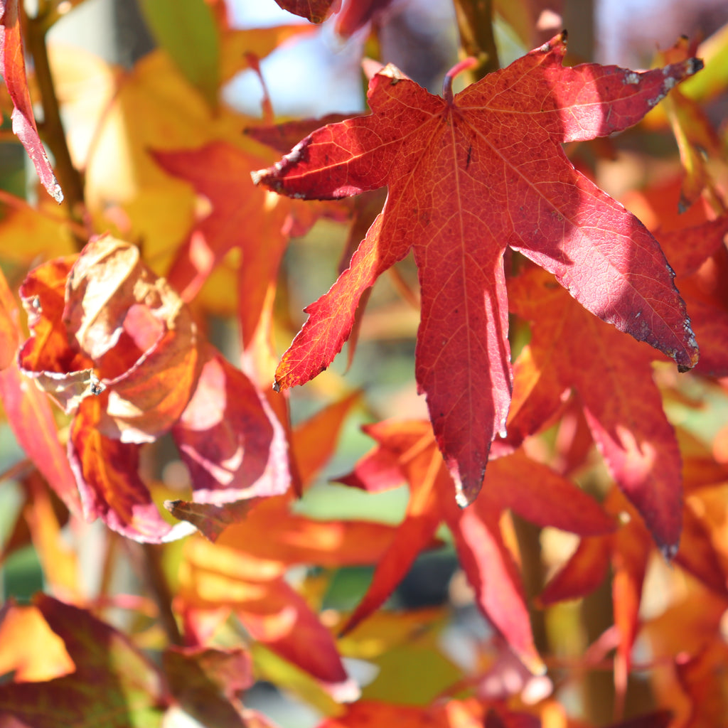 Liquidambar Worplesdon Image