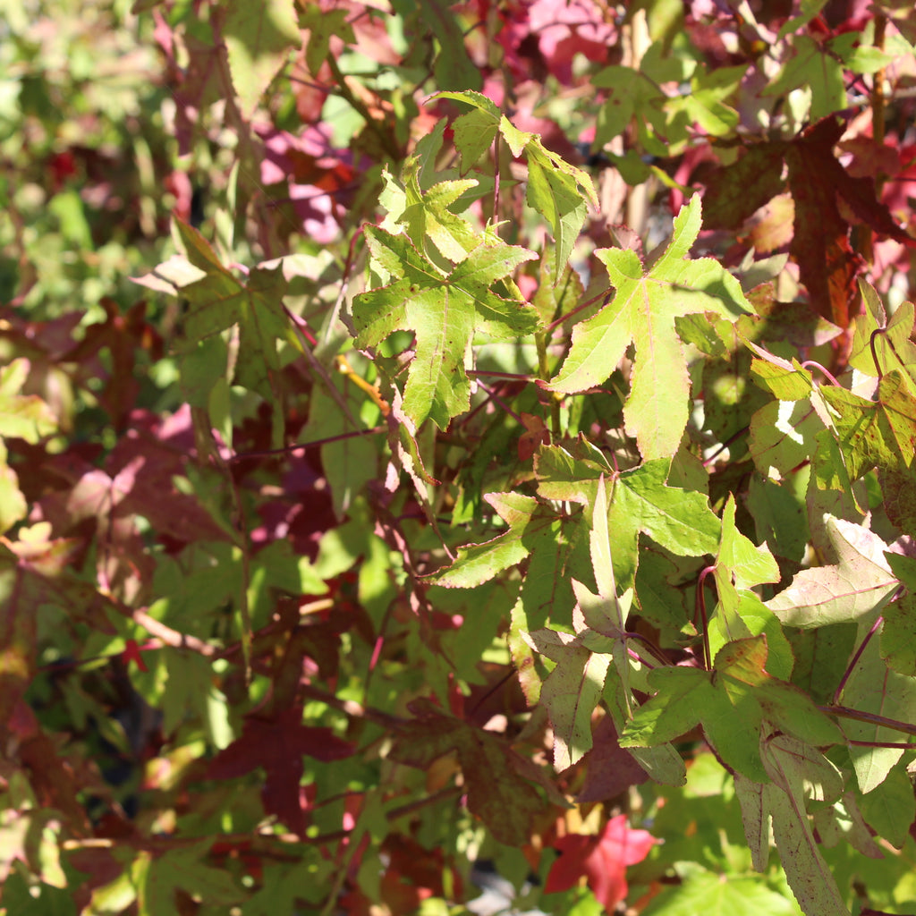 Liquidambar styraciflua Image