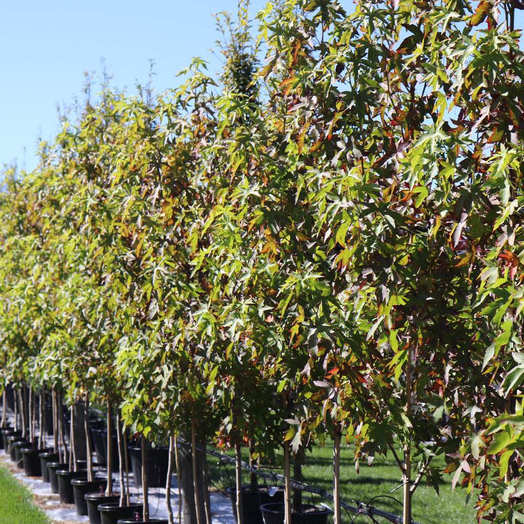 Liquidambar styraciflua Image
