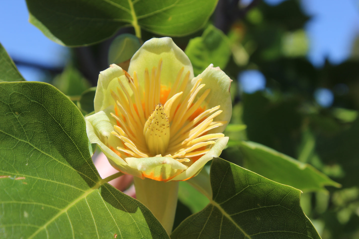 Liriodendron Arnold