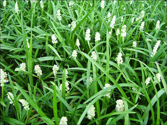 Liriope m. Munroe's White