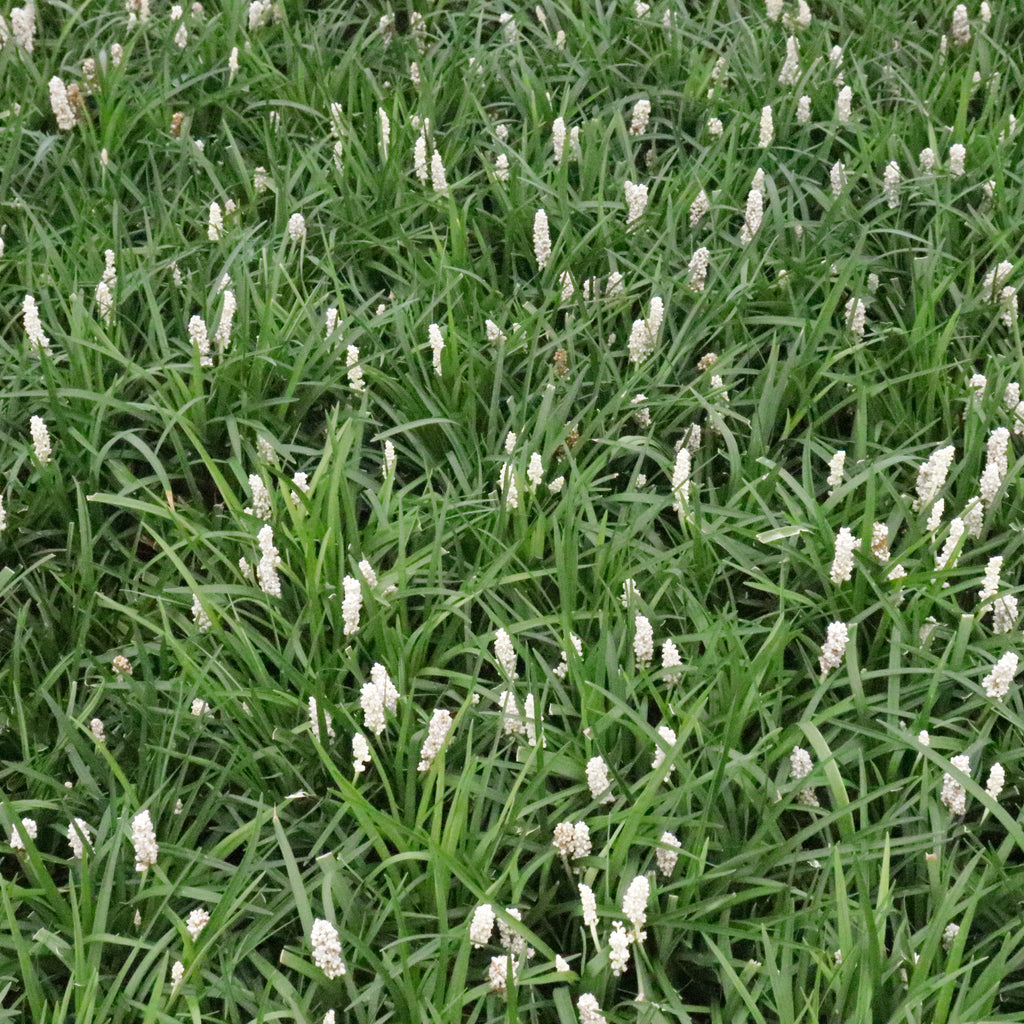 Liriope m. Munroe's White Image