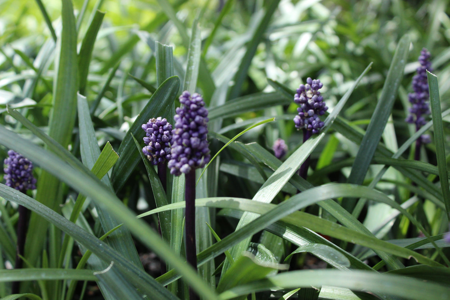 Liriope m. Royal Purple