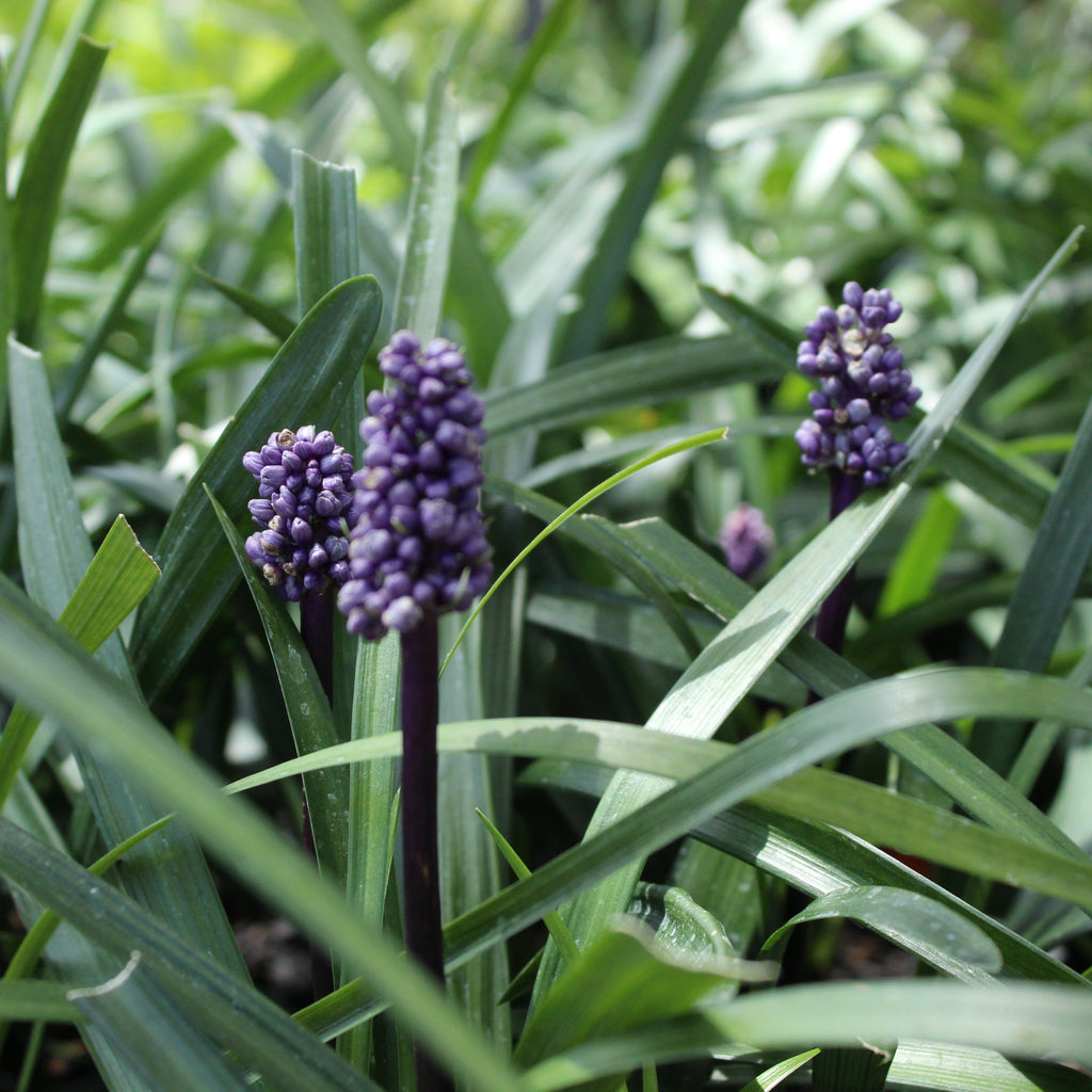 Liriope m. Royal Purple Image