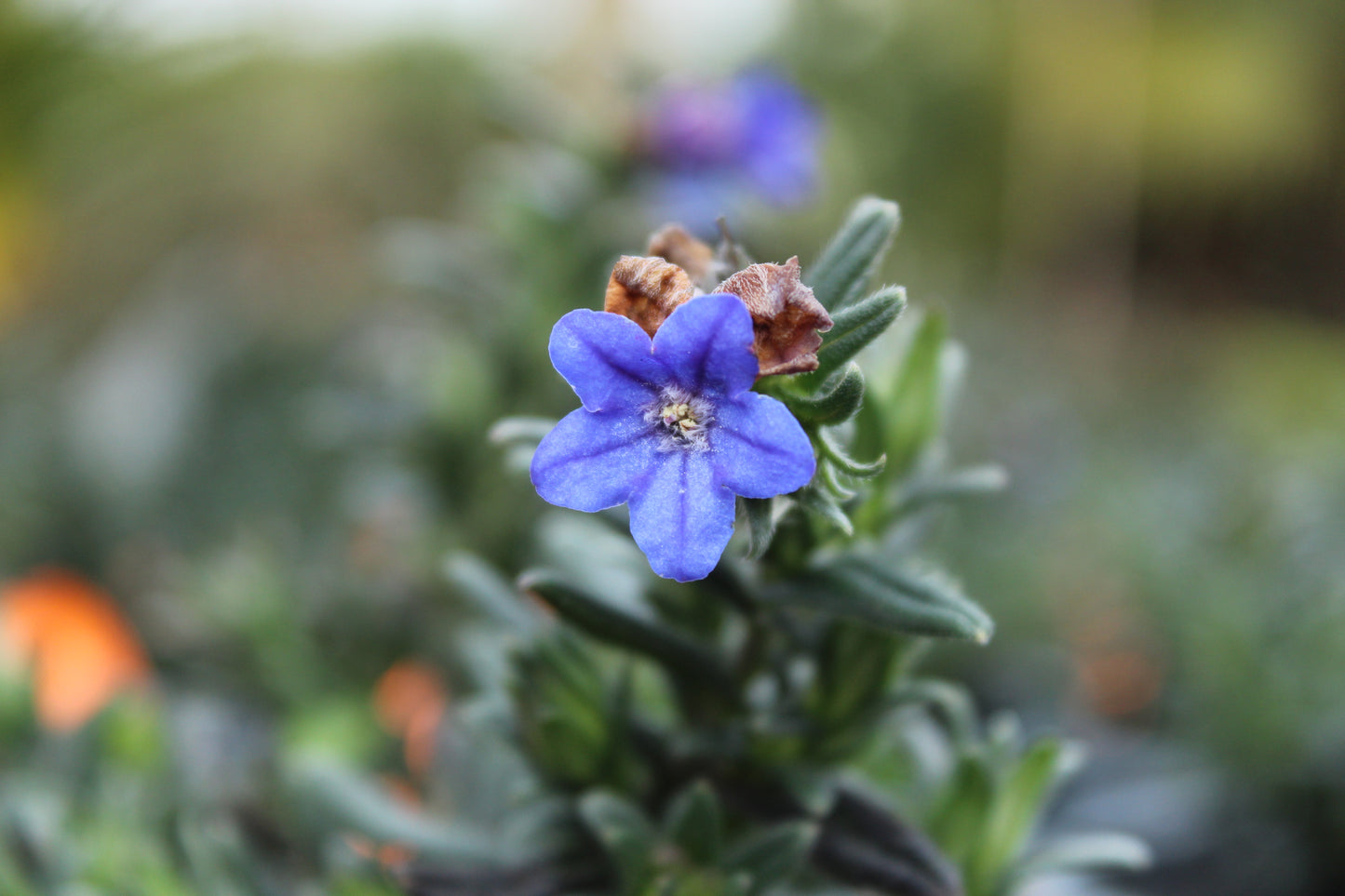 Lithospermum Grace Ward.
