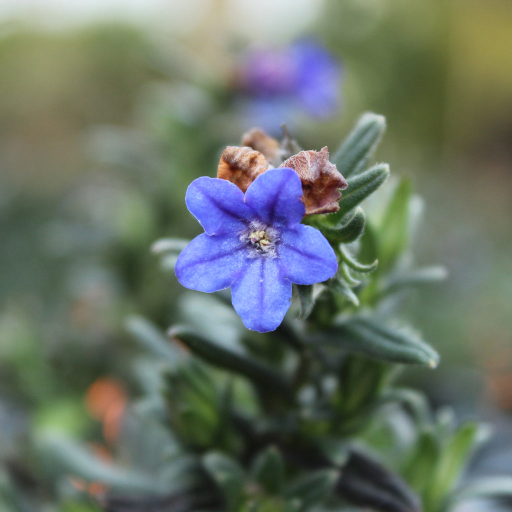Lithospermum Grace Ward Image