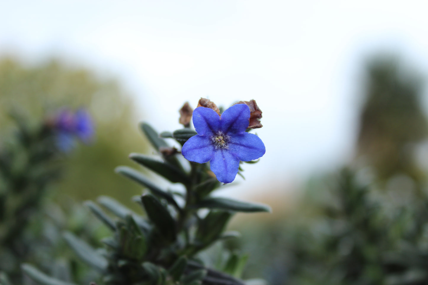 Lithospermum Grace Ward 2