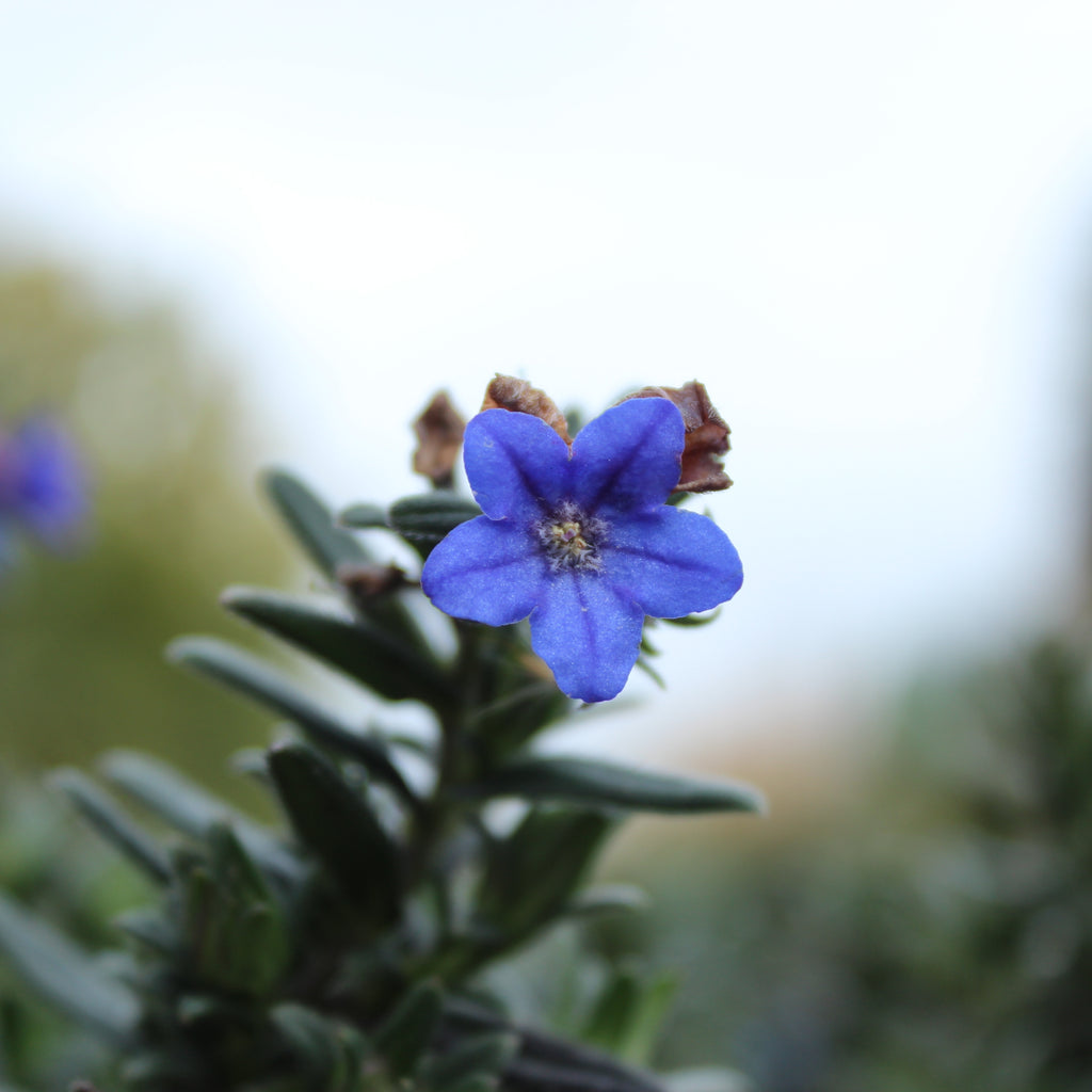 Lithospermum Grace Ward Image