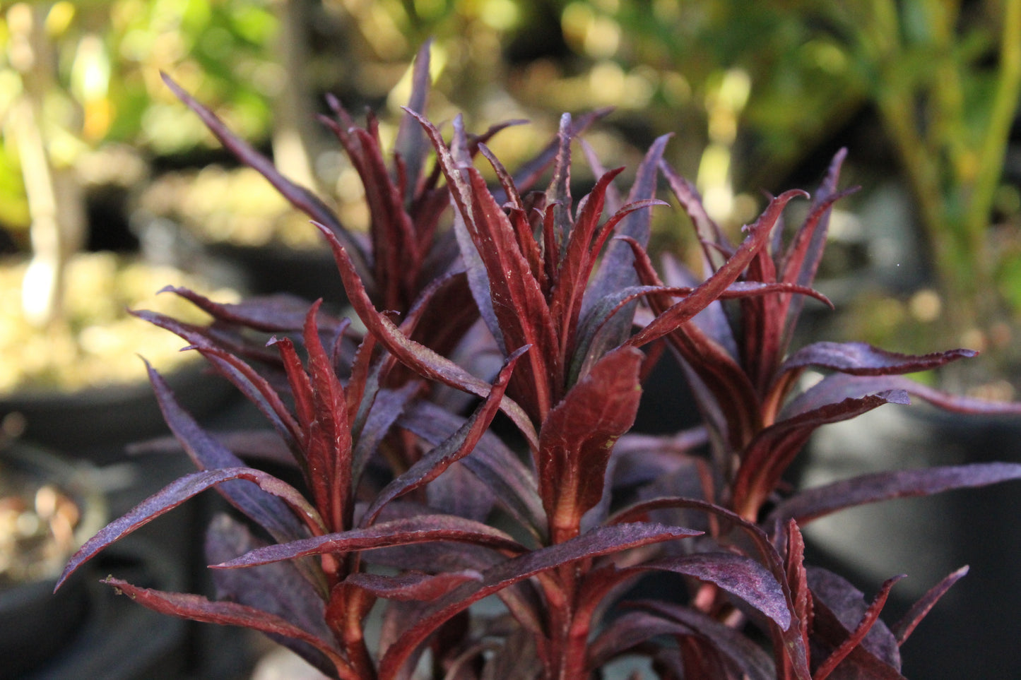 Lobelia fulgens Queen Victoria