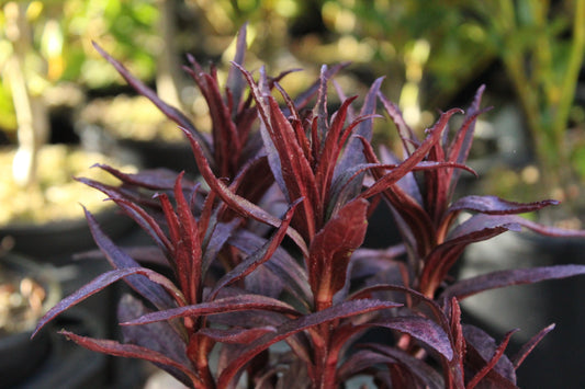 Lobelia fulgens Queen Victoria