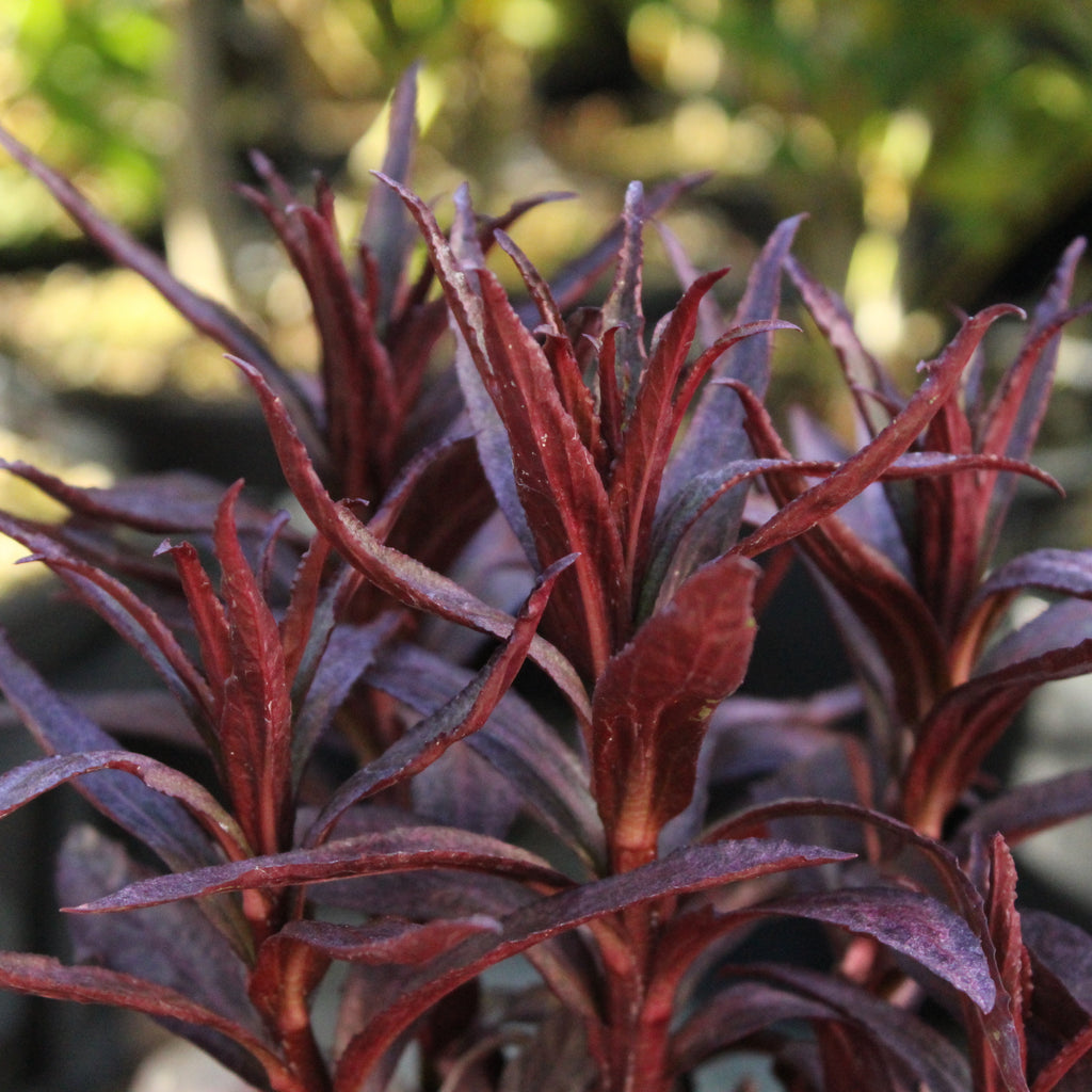 Lobelia fulgens Queen Victoria Image