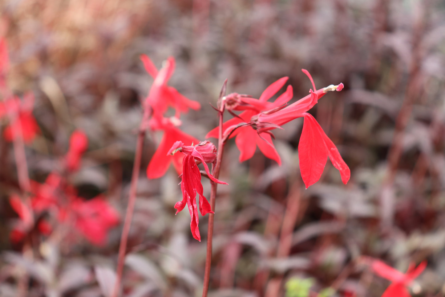 Lobelia fulgens Queen Victoria 2