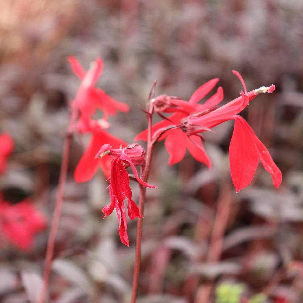 Lobelia fulgens Queen Victoria Image