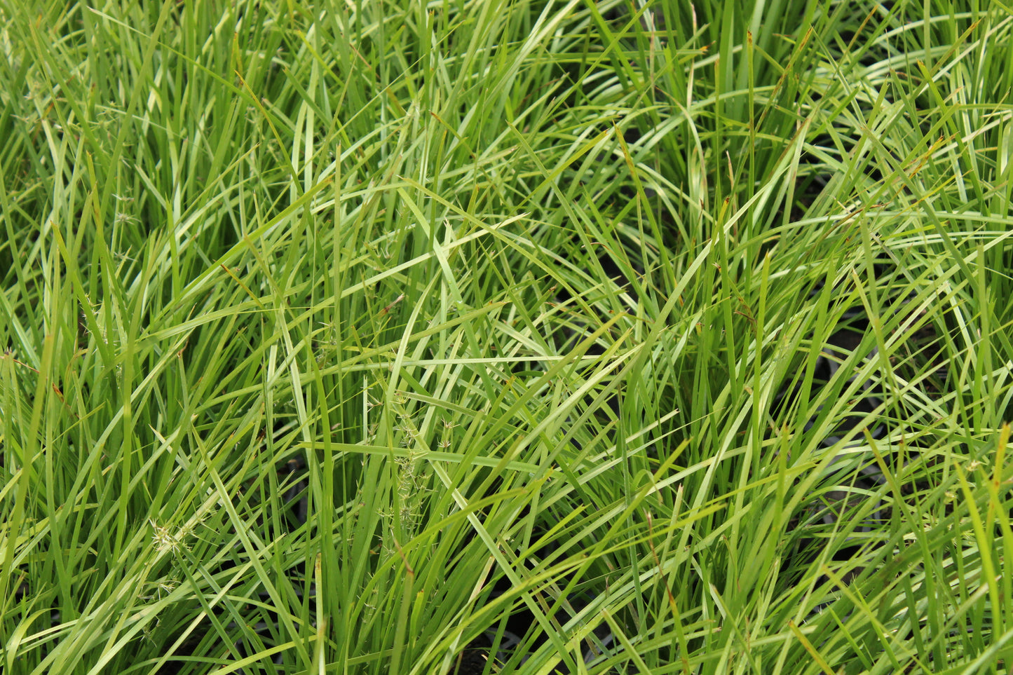 Lomandra Lime Tuff