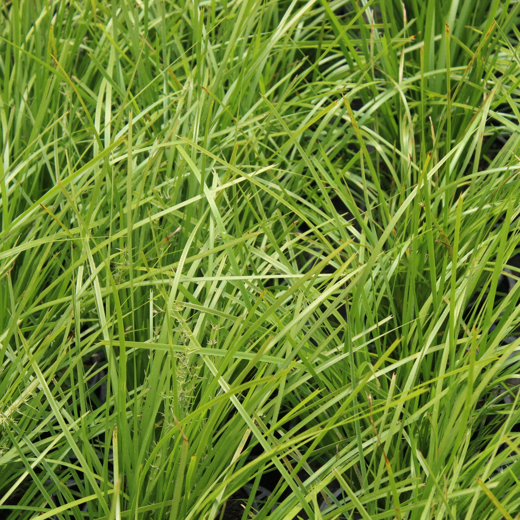 Lomandra Lime Tuff Image