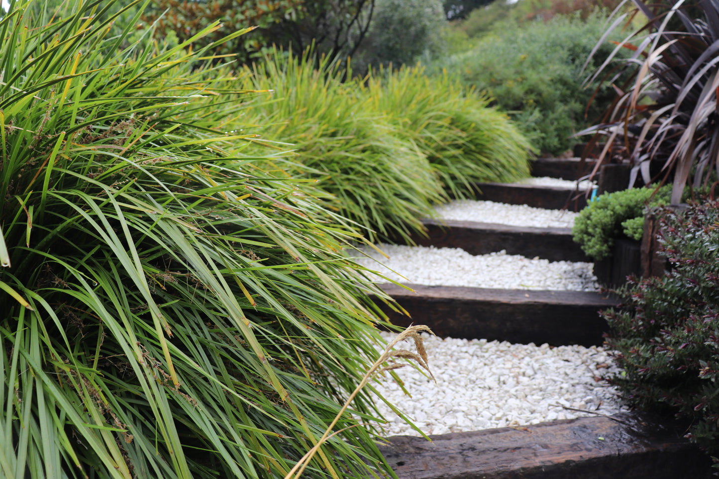 Lomandra Lime Tuff 3