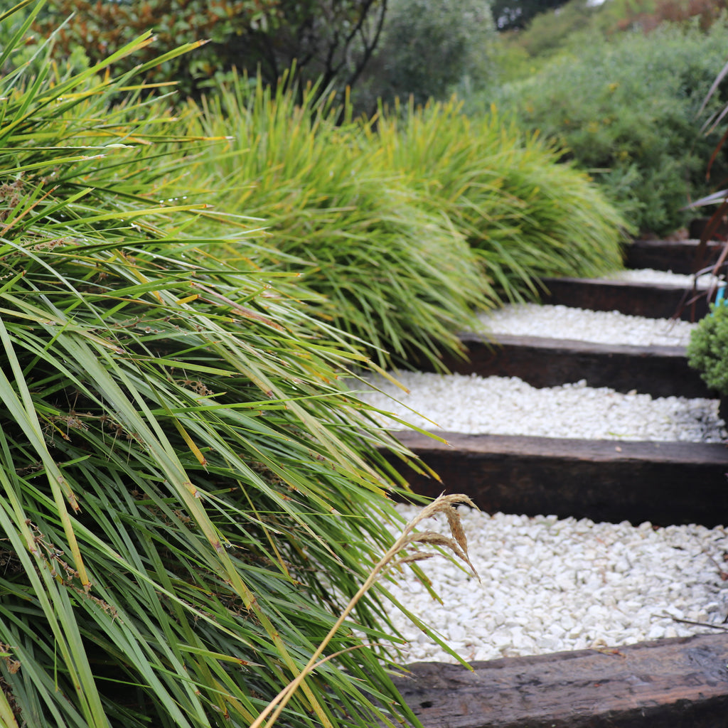 Lomandra Lime Tuff Image