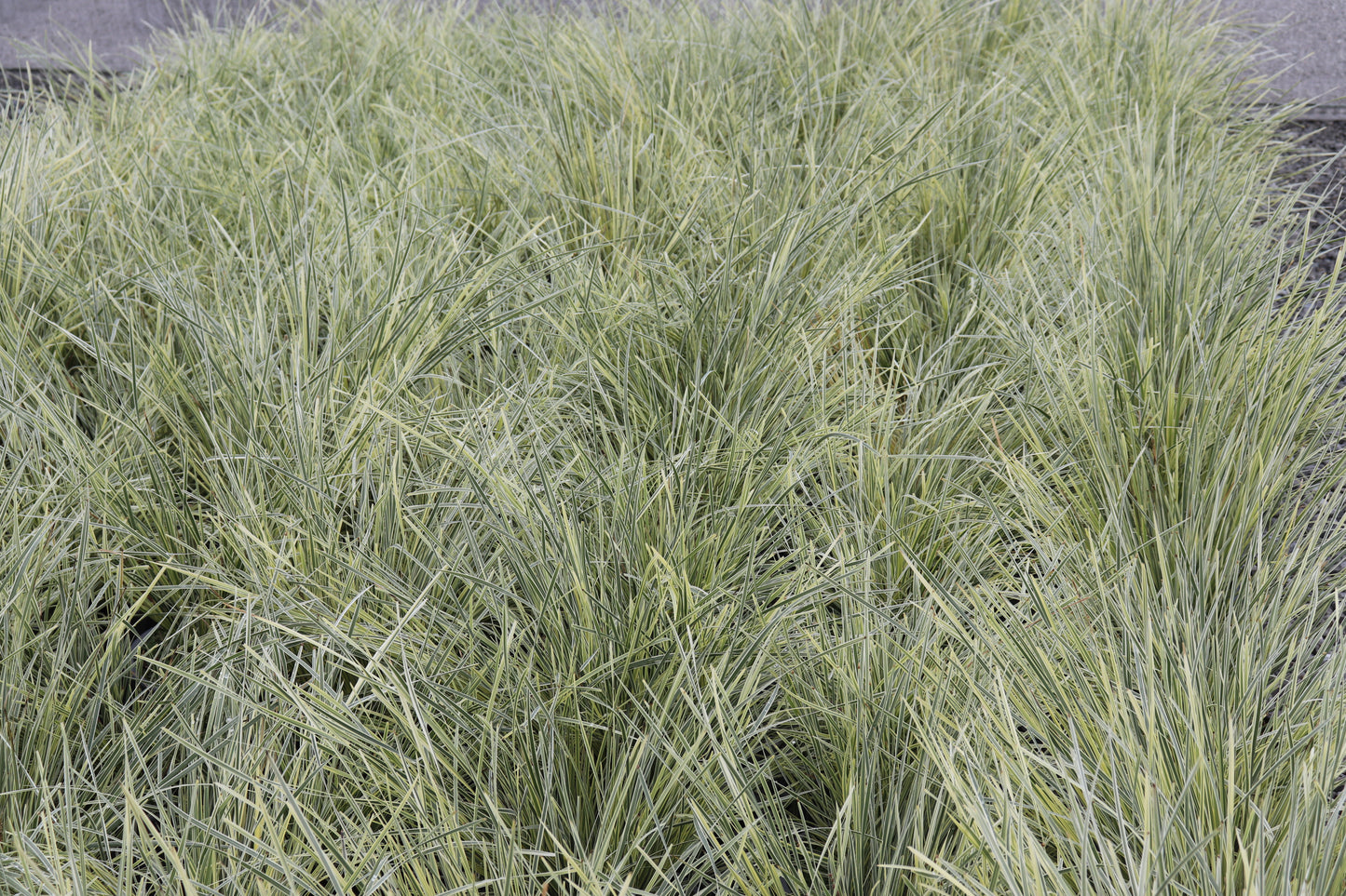 Lomandra white sands