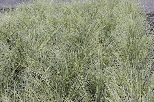 Lomandra white sands