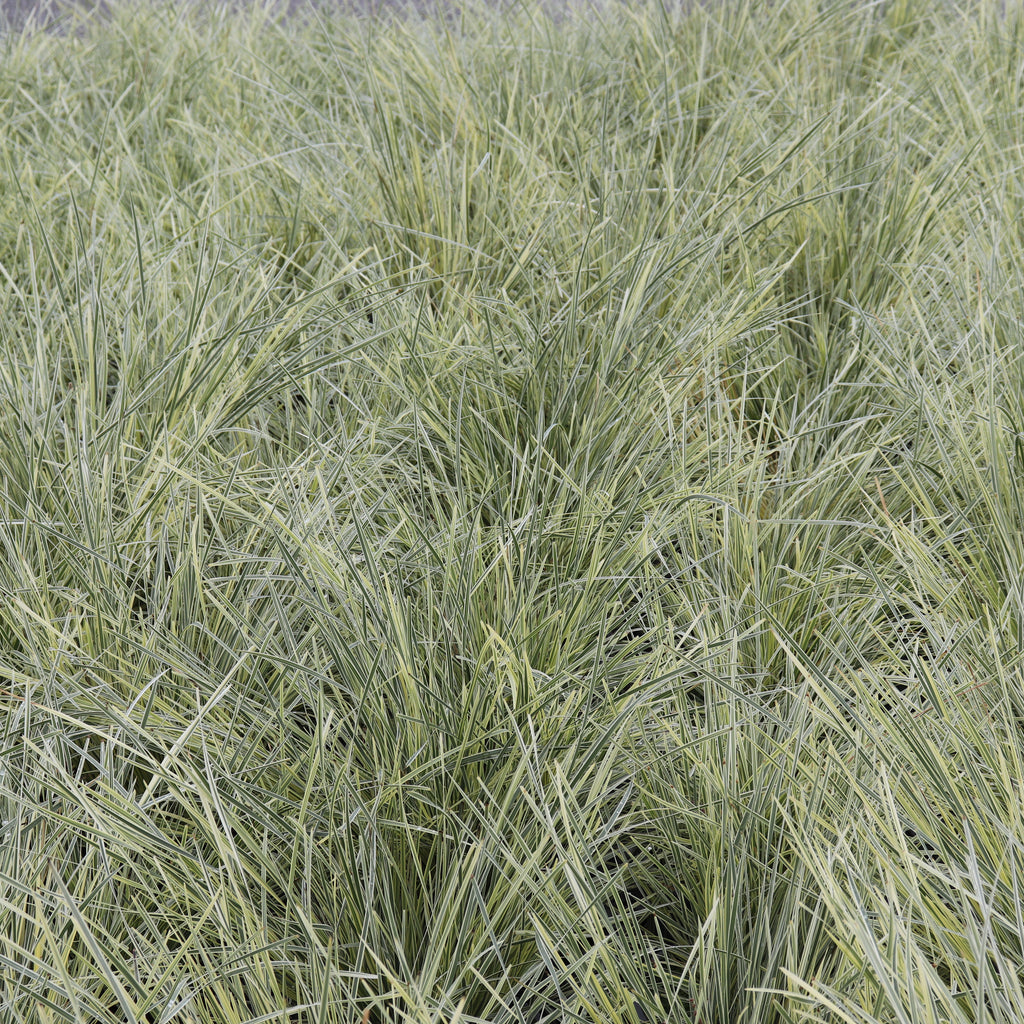 Lomandra White Sands Image
