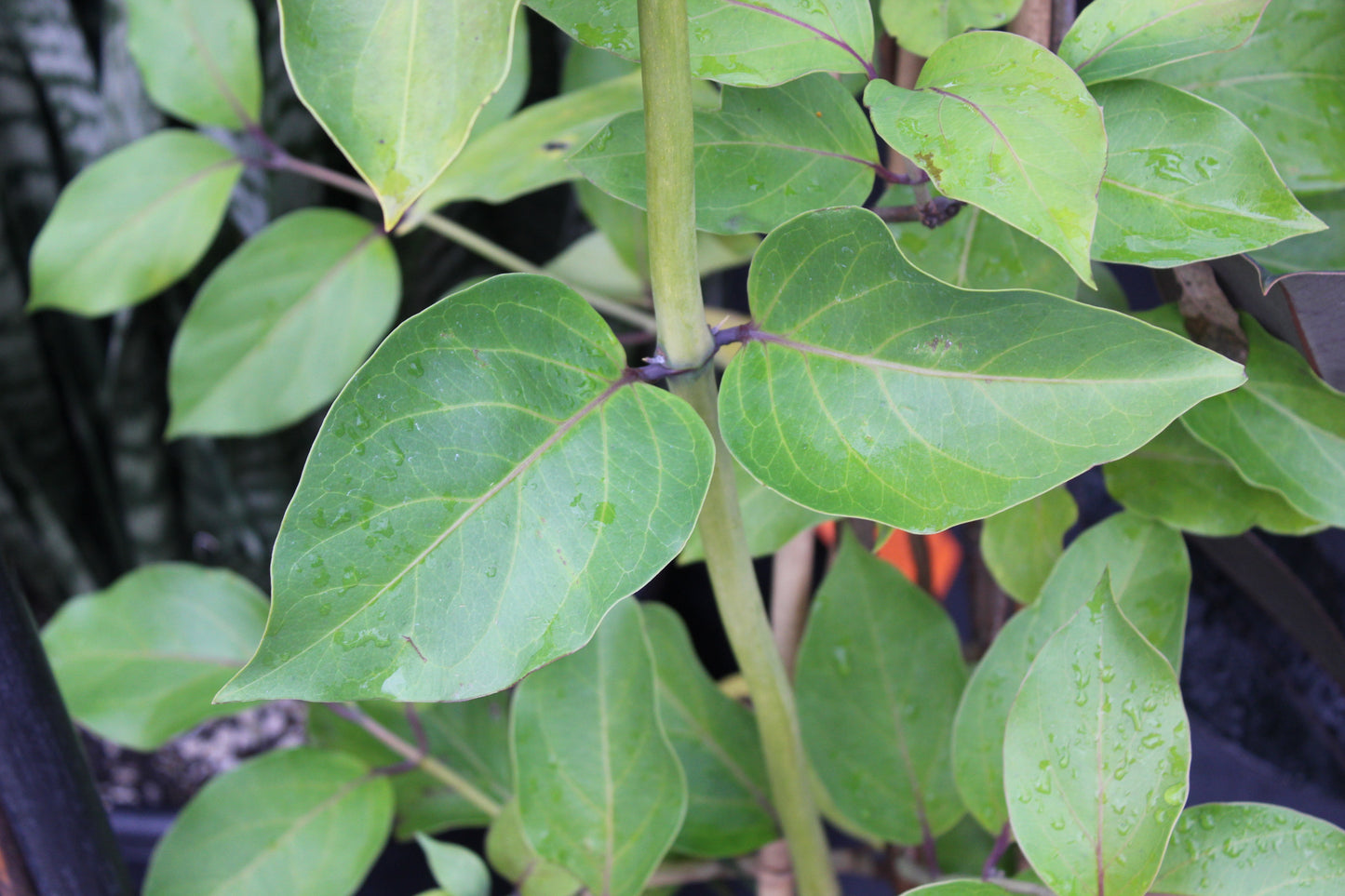 Lonicera hildebrandiana