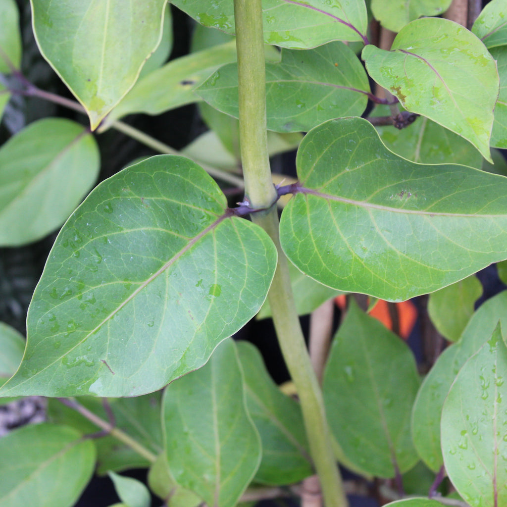 Lonicera hildebrandiana Image
