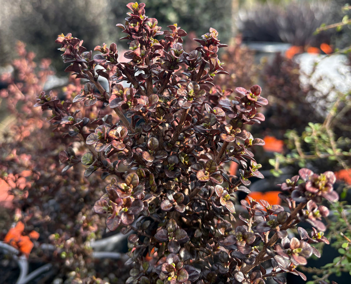 Lophomyrtus Pixie
