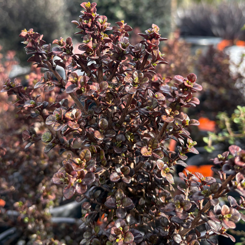 Lophomyrtus Pixie Image