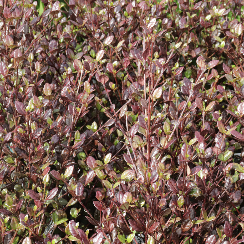 Lophomyrtus Red Dragon Image