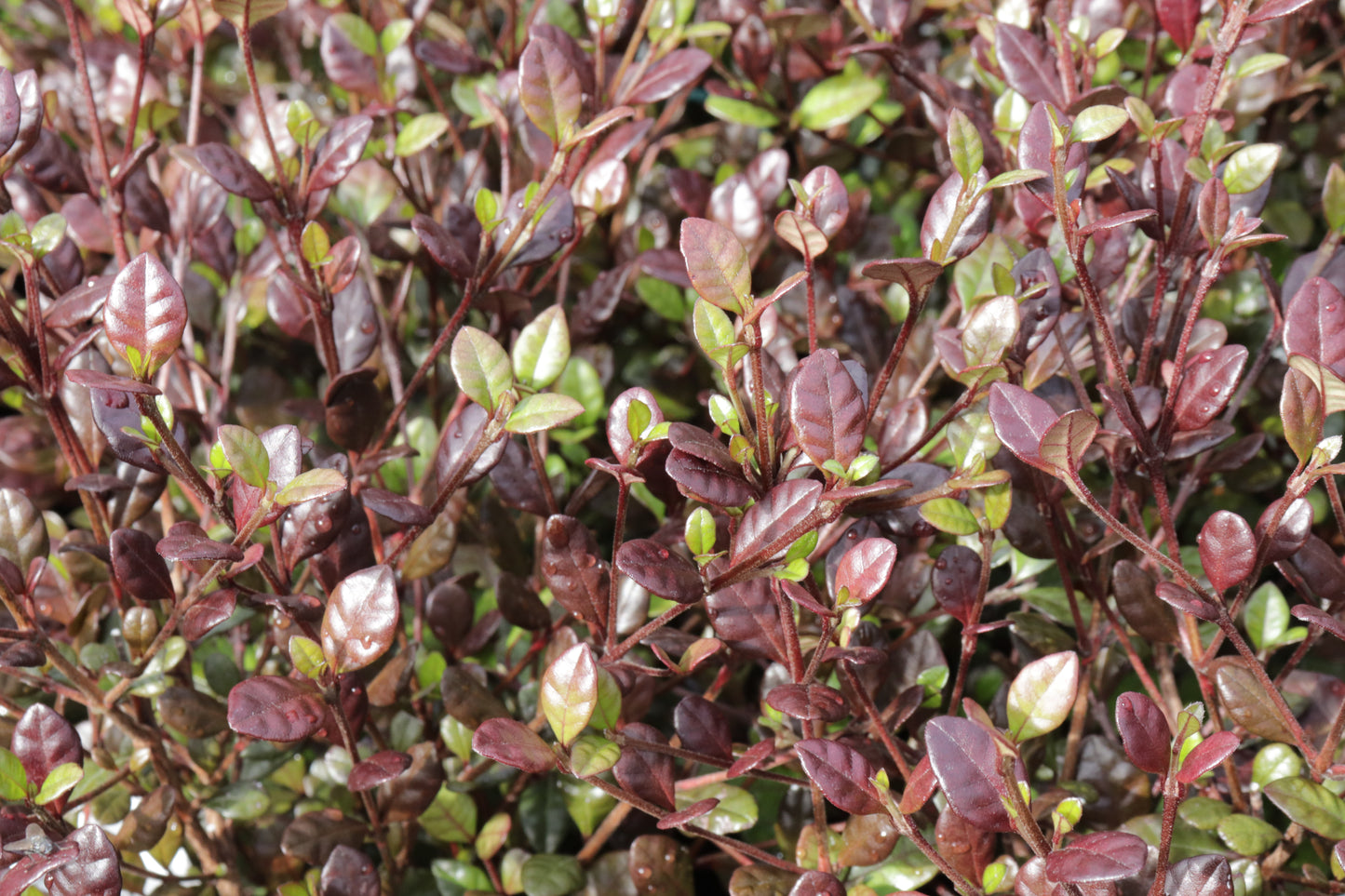 Lophomyrtus Red Dragon 4