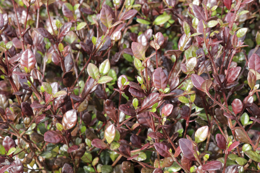 Lophomyrtus Red Dragon 4