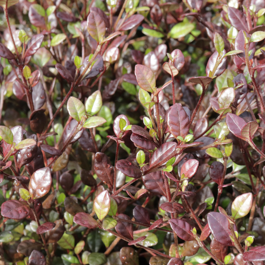 Lophomyrtus Red Dragon Image