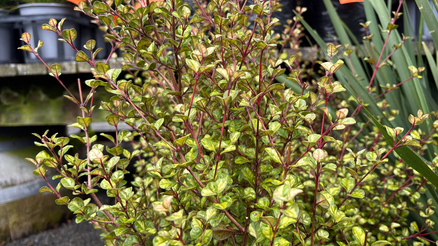 Lophomyrtus Traversii Variegata