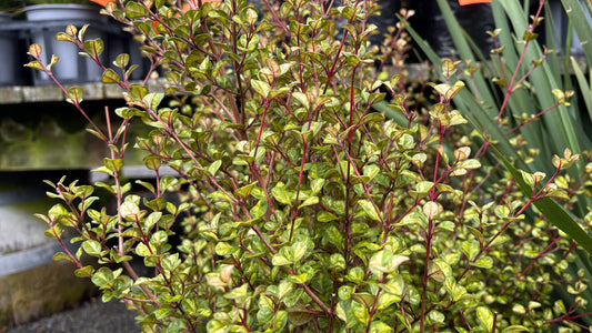 Lophomyrtus Traversii Variegata