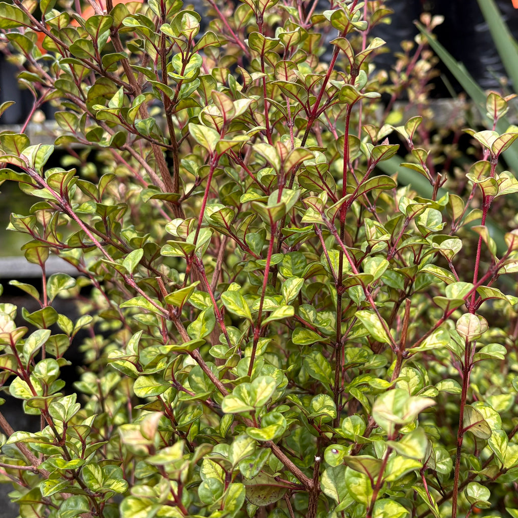 Lophomyrtus Traversii Variegata Image