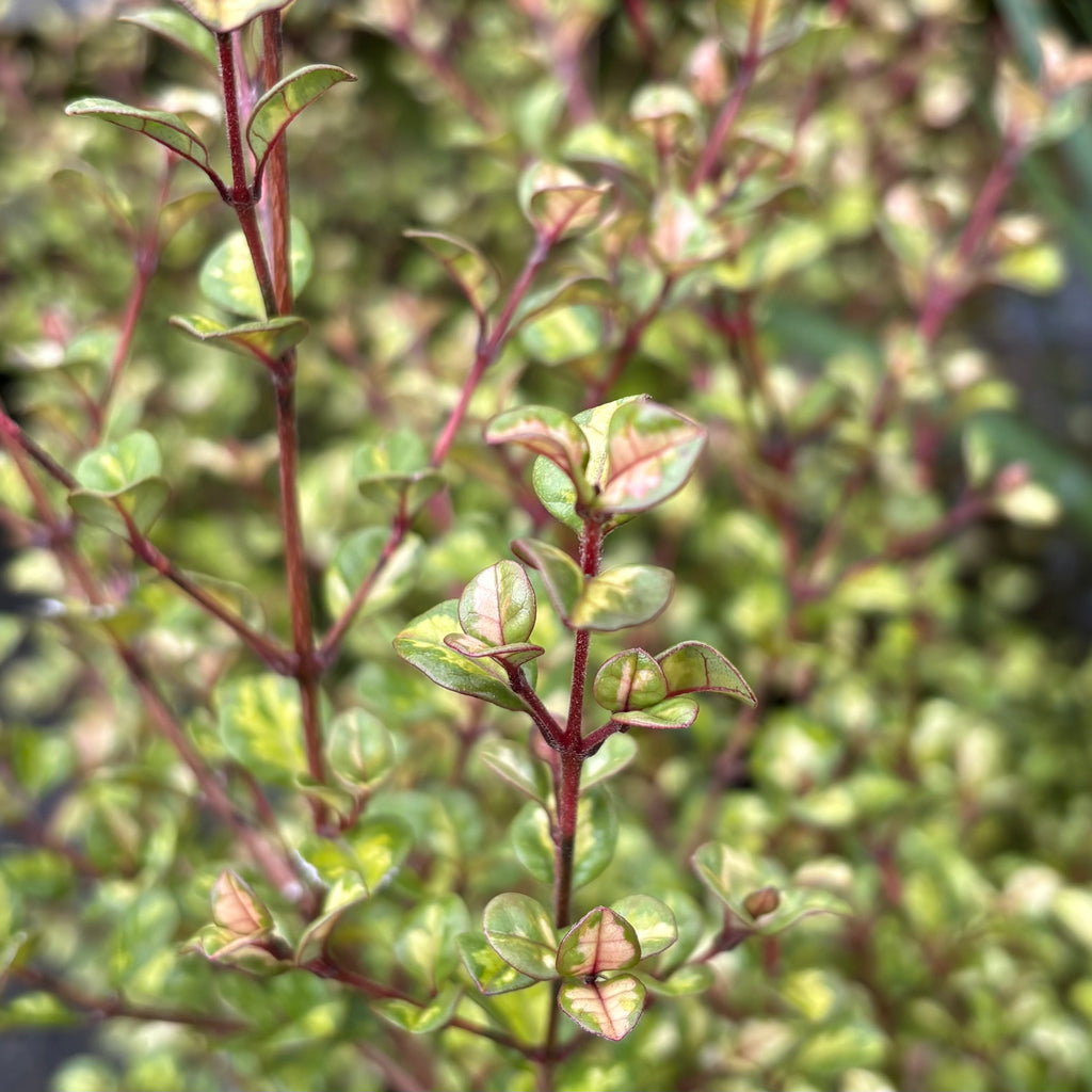 Lophomyrtus Traversii Variegata Image
