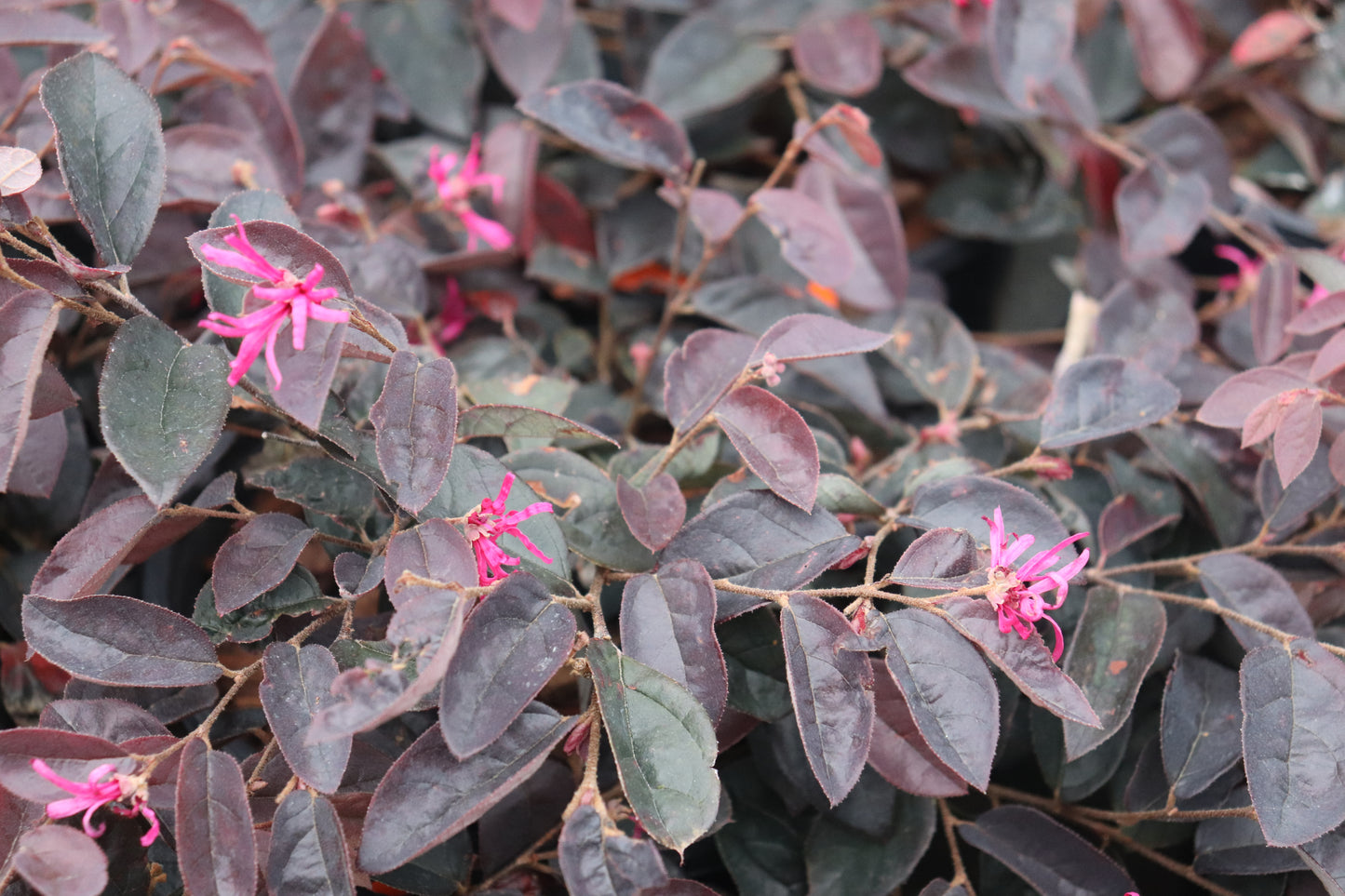 Loropetalum Firedance