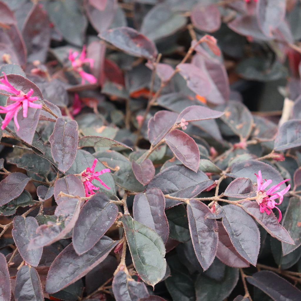 Loropetalum Firedance Image