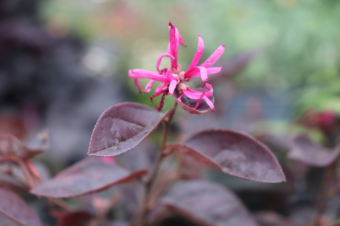 Loropetalum Firedance 2