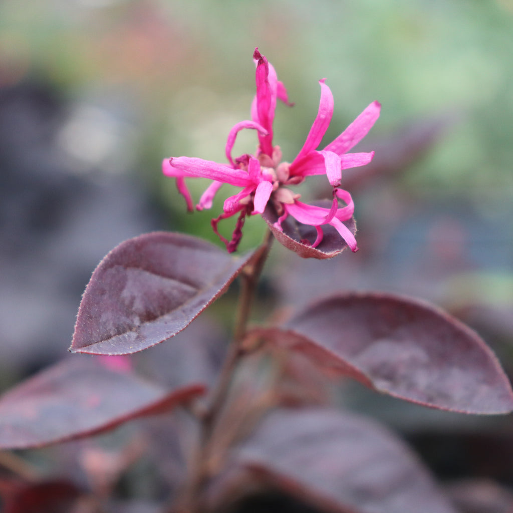 Loropetalum Firedance Image