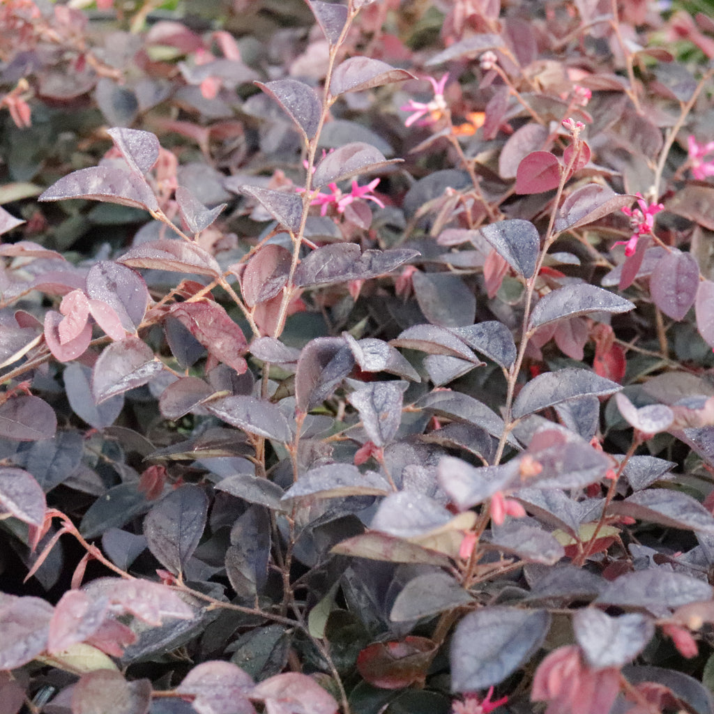 Loropetalum Firedance Image