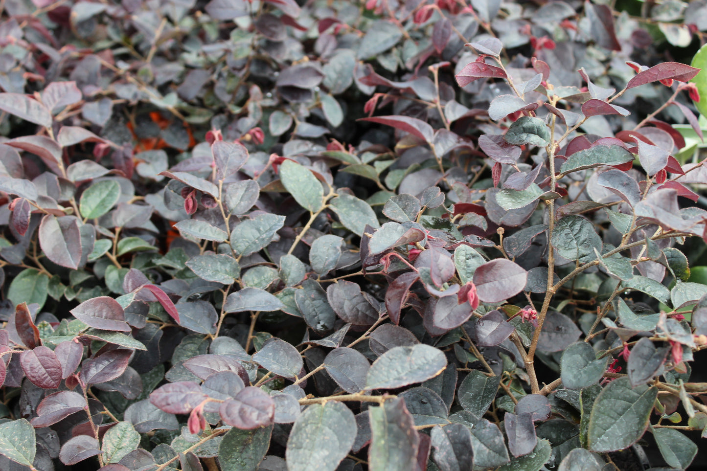 Loropetalum plum gorgeous