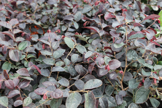 Loropetalum plum gorgeous