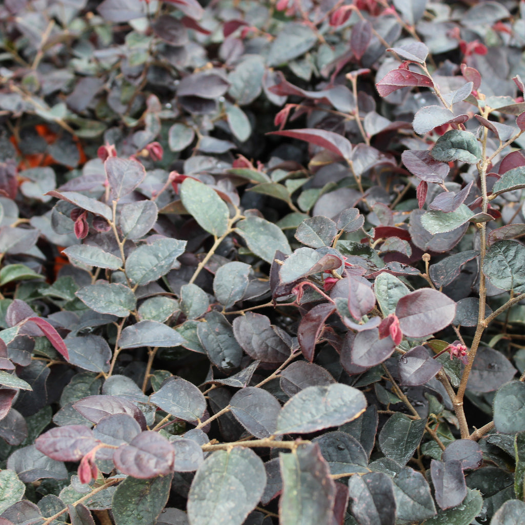 Loropetalum plum gorgeous Image