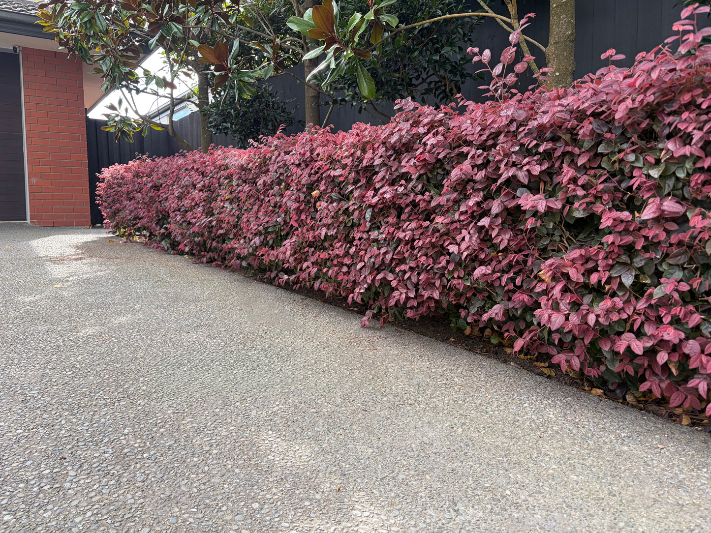 Loropetalum plum gorgeous 3